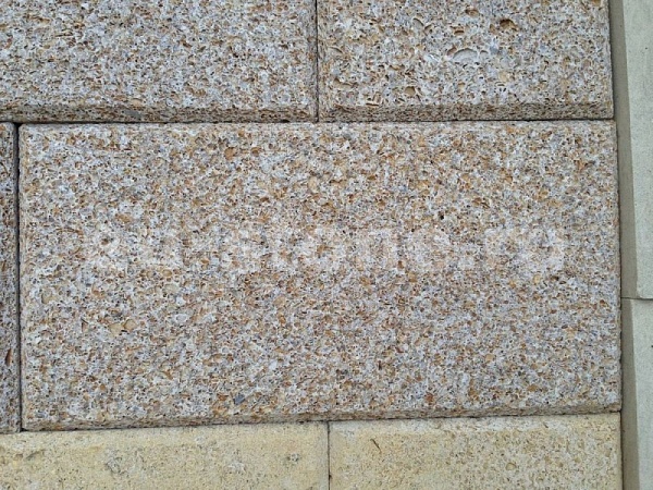 Ракушечник коричневый