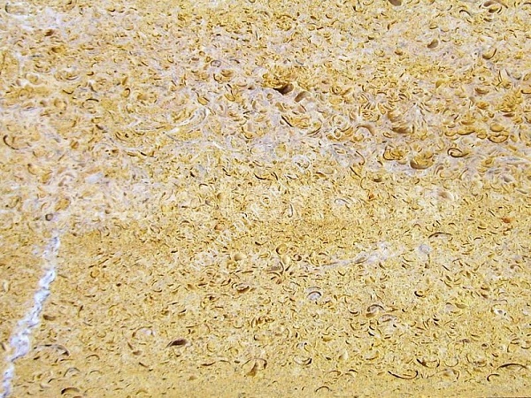 Ракушечник желтый