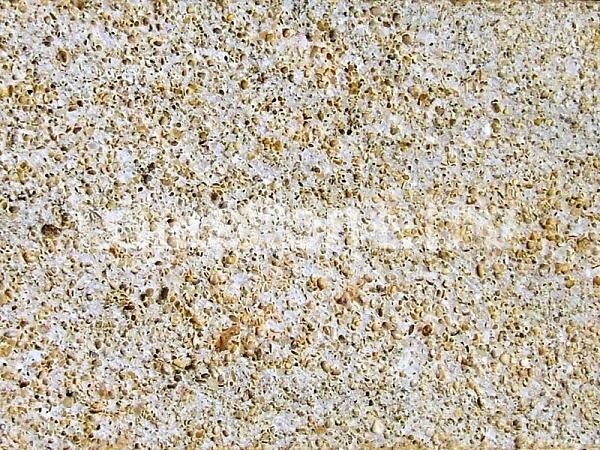 Ракушечник серый